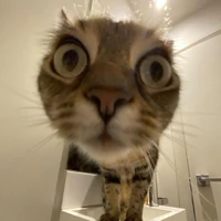 mèo
