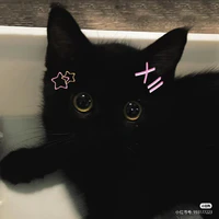blackpussy