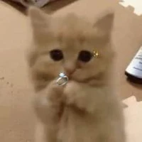 tác giả cuti hột mít