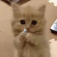 tác giả cuti hột mít