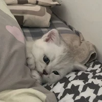 Daisy_tg