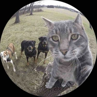 Tác giả mê shu 🤡💞