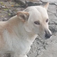 Tác giả Zô tri
