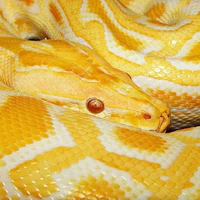 reticulated python