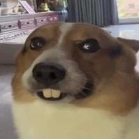 Con chó nhà bà hàng xóm