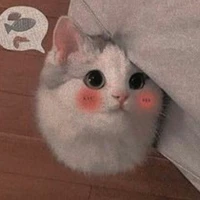 cá mập cute đây
