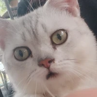 Tác giả🐰🐱