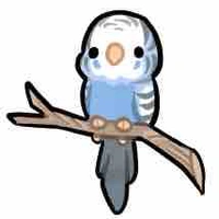 Popo