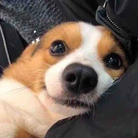 Dạng động vật của Hana