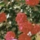 Bổn tọa