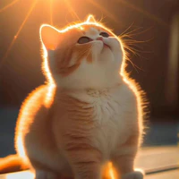 Tổng hợp Mèo Thần