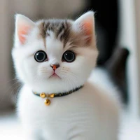 Shiro = Hệ thống