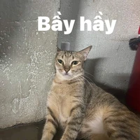 Tácgiảnhiềuchuyện