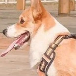 BoBo
