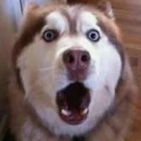 Bọn dog đẻ như cứk