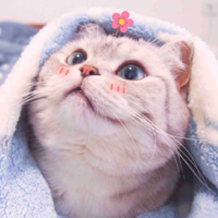 T/g lười