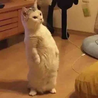 T/g