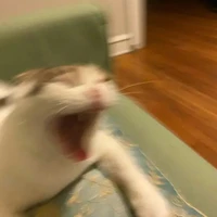 Mận cóc xoài ổi