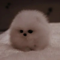 Tác giả cute