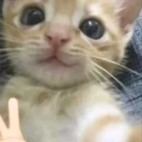 Y/n