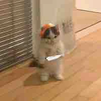 Tác giả thít bọn meo meo