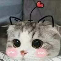 Meomeo_tg