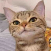 Ko bít