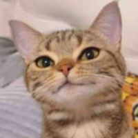 Ko bít