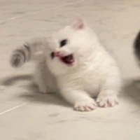 tui nè chứ ai