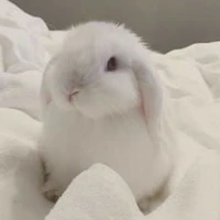 hello