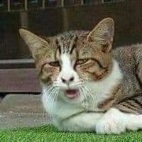 tác giả lườiiii