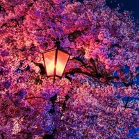 nhân vật bí cmn ẩn