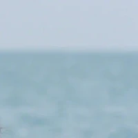 All-những người cần trừ