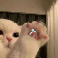 Meo (Tác Giả)