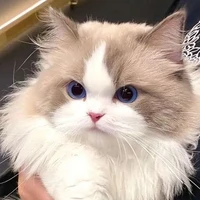 Salem