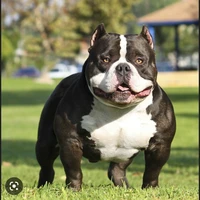 bé cẩu cute của bà haru(big)