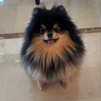 Kim Yeontan