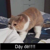 Tác giả ham ngủ