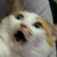 cả 2