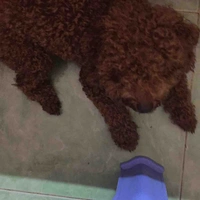 Ti cute( chó cưng của Diễm)