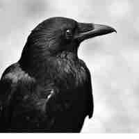 Quạ đưa tin