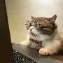 Mèo