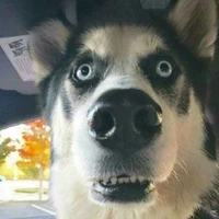 chó cute của lau nhà tên lau sàn