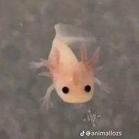 Piu Piu