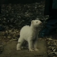 Chồn sương (Draco)