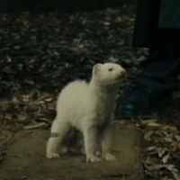 Chồn sương (Draco)