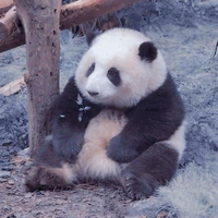 t/giả :>