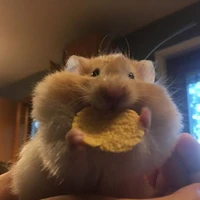 Bà Hamster✨