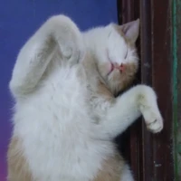 Phong Giang Lếch( Mèo Béo)