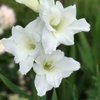 Âu Dương Chi [Anna Âu Dương]
